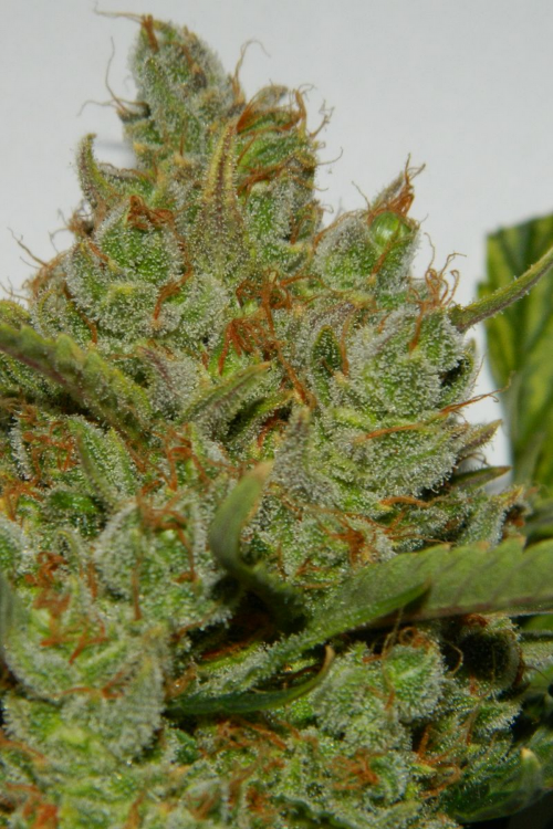Green Crack Auto