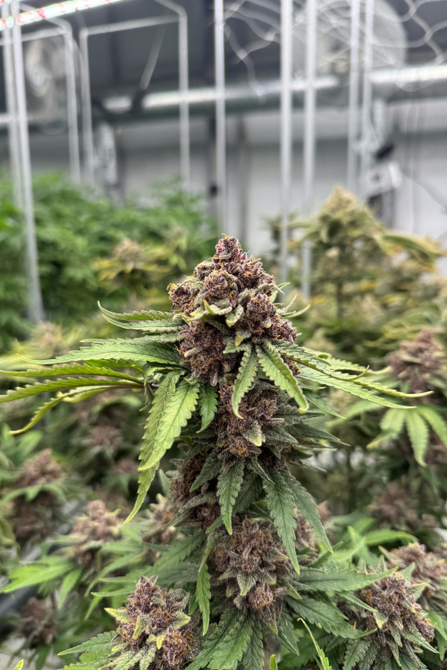 Cherry Cola Auto RF3