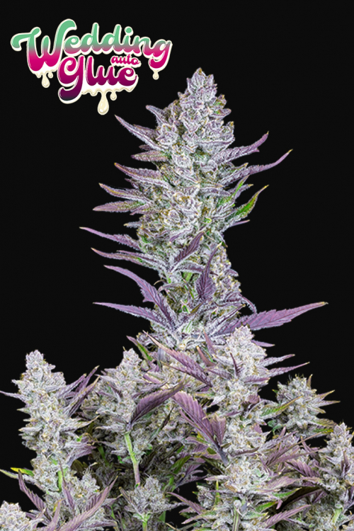 Wedding Glue Auto