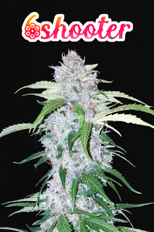 Six Shooter Auto