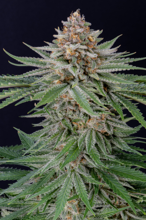 Strawberry Pie Auto