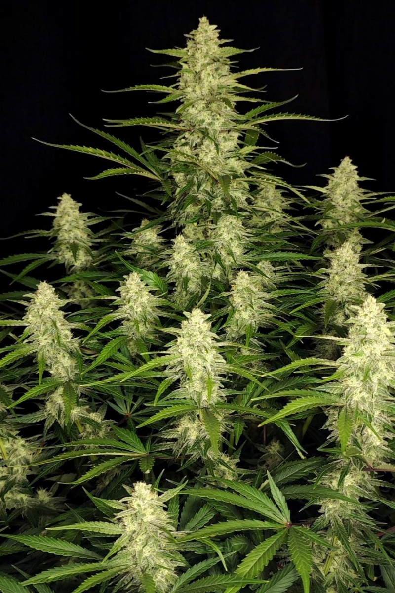Photo of Papaya Cookies Auto