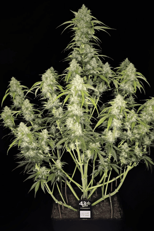 Papaya Cookies Auto