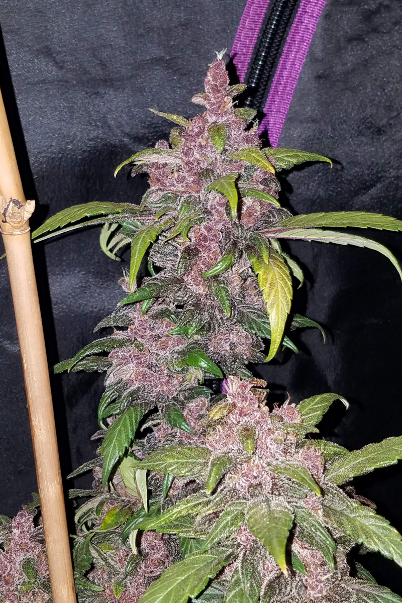 Photo of LSD25 Auto