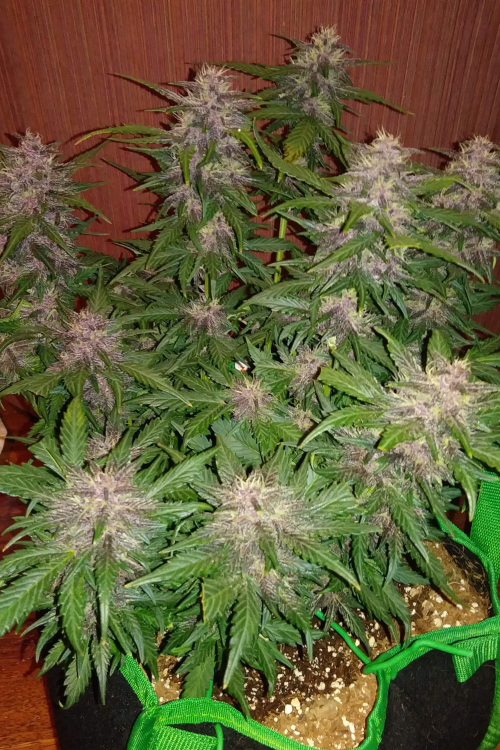 Crystal Meth Auto