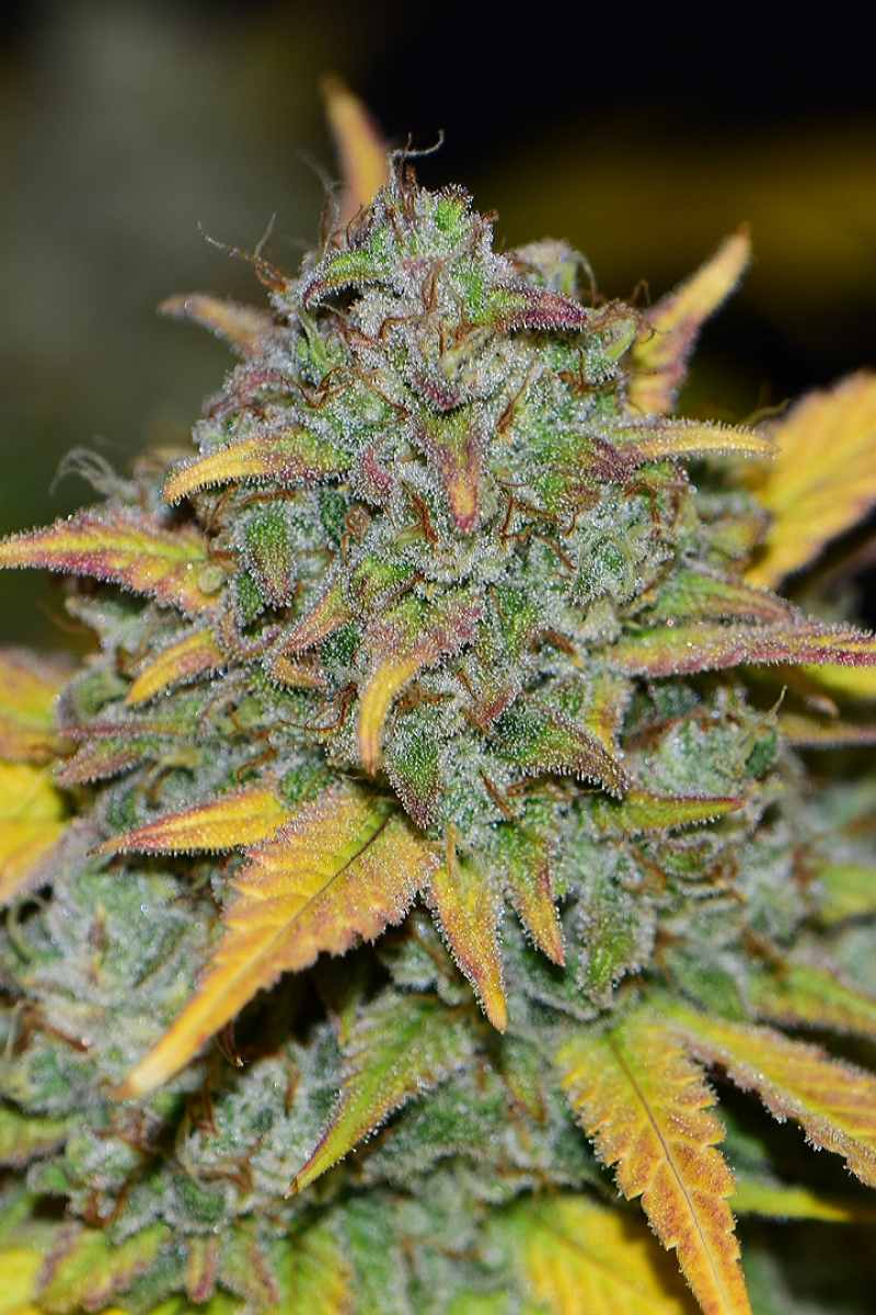 Photo of Gelato Auto