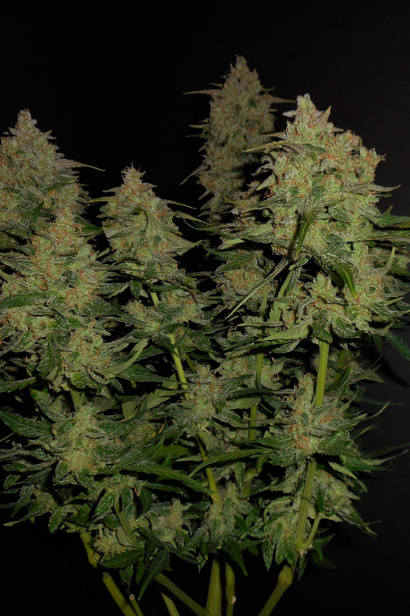Photo of Lemon AK Auto