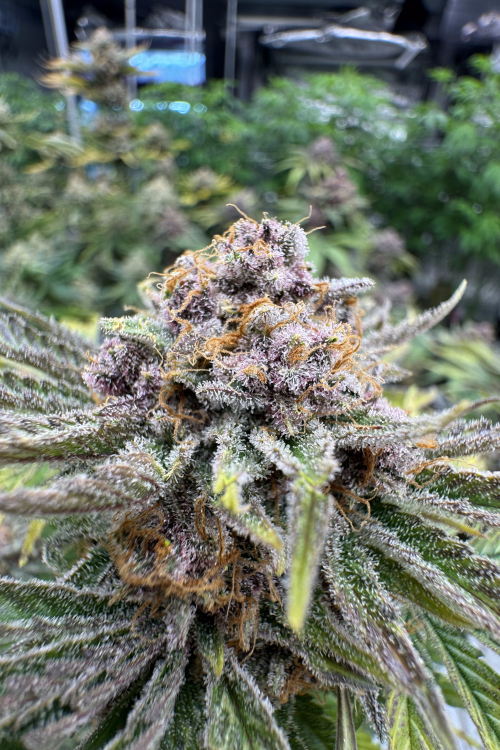 Cherry Cola Auto RF3