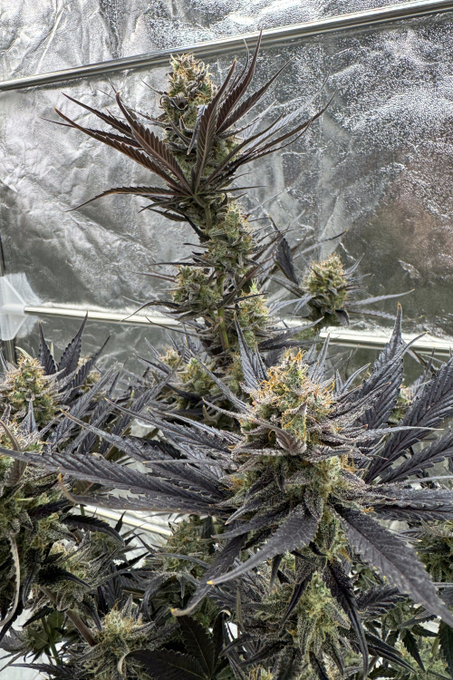 Guava Auto RF3