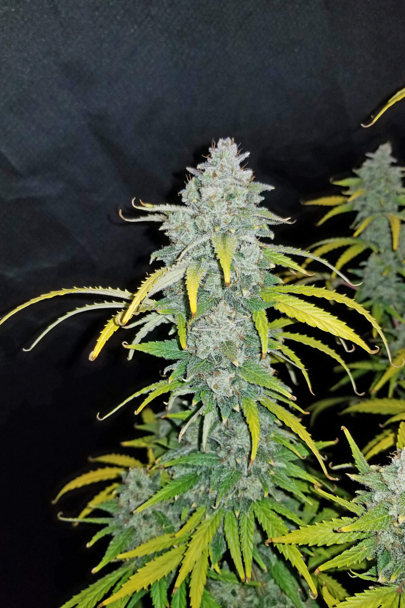 Photo of Blue Dream Auto