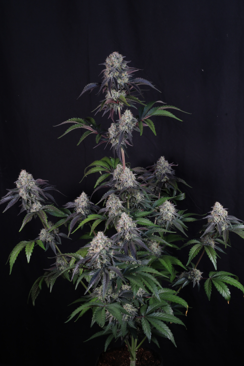 Sundae Frost Auto