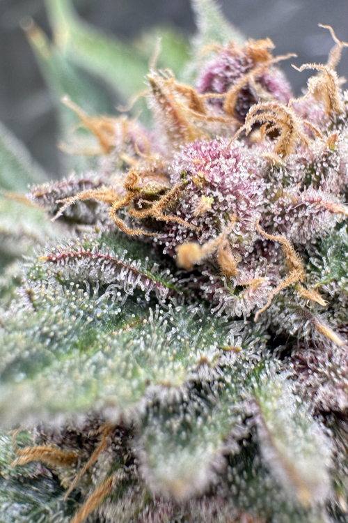 Cherry Cola Auto RF3