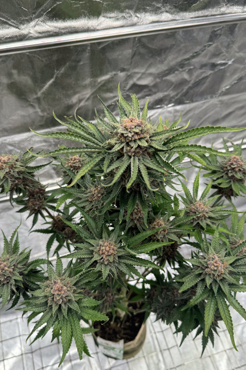 Cherry Cola Auto RF3