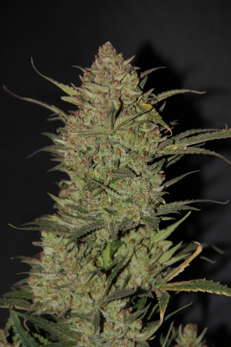 Photo of OG Kush Auto