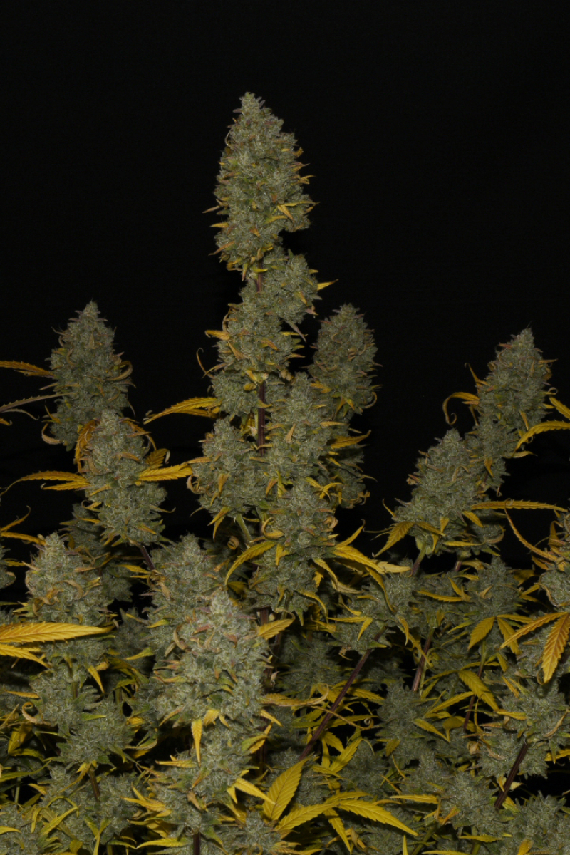 Photo of Gelato Auto