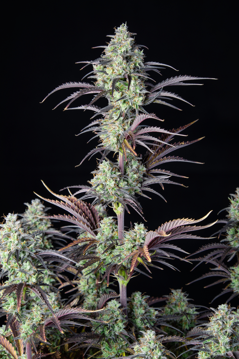 Photo of Mimosa Cake Auto