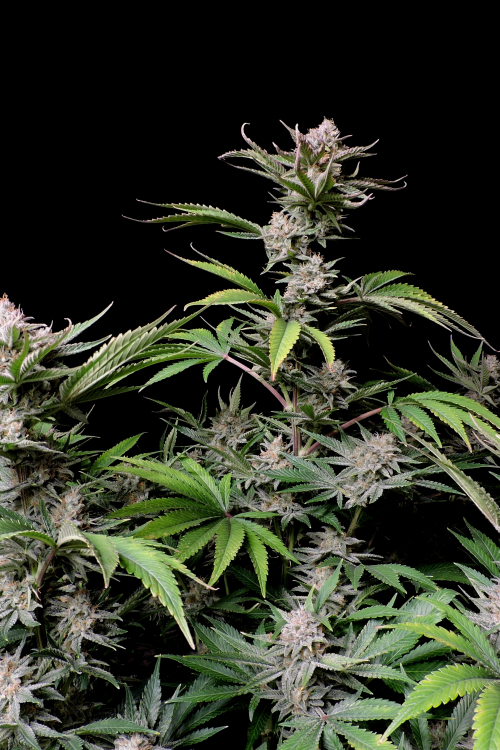 Cherry Cola Auto