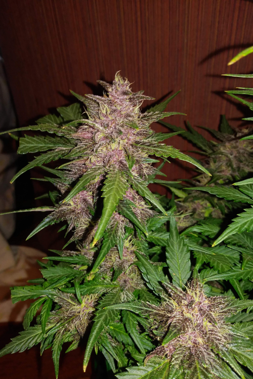 Crystal Meth Auto