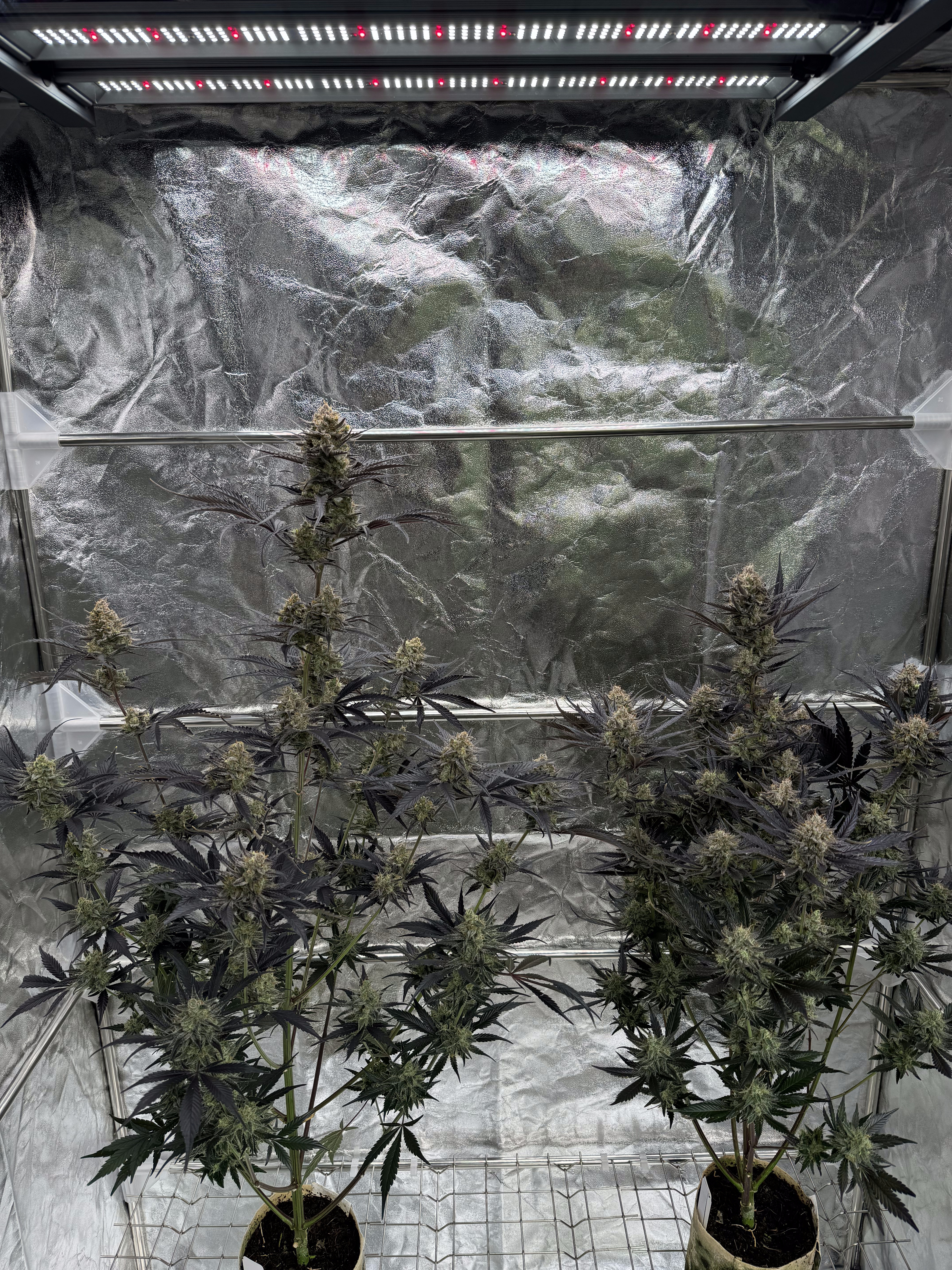 Guava Auto RF3