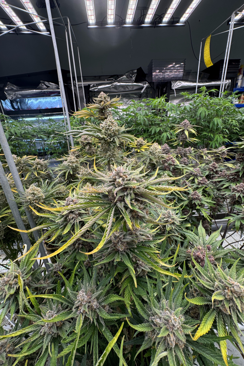 Photo of Cherry Cola Auto RF3