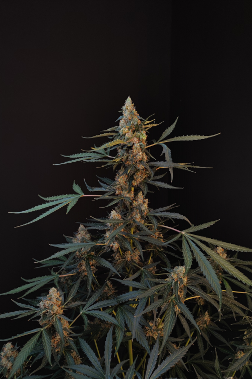 Northern Lights Auto