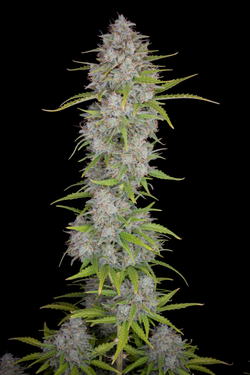Orange Sherbet Auto