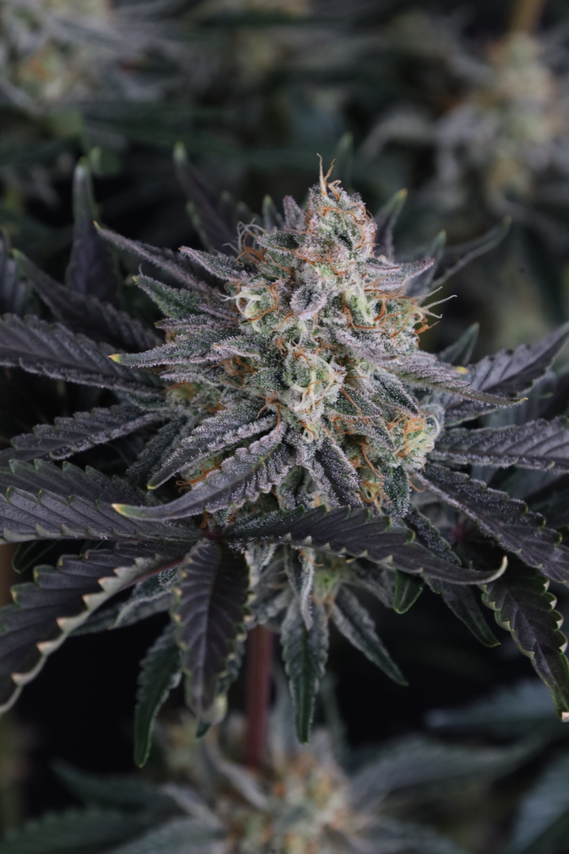 Photo of Mendo Frost Auto