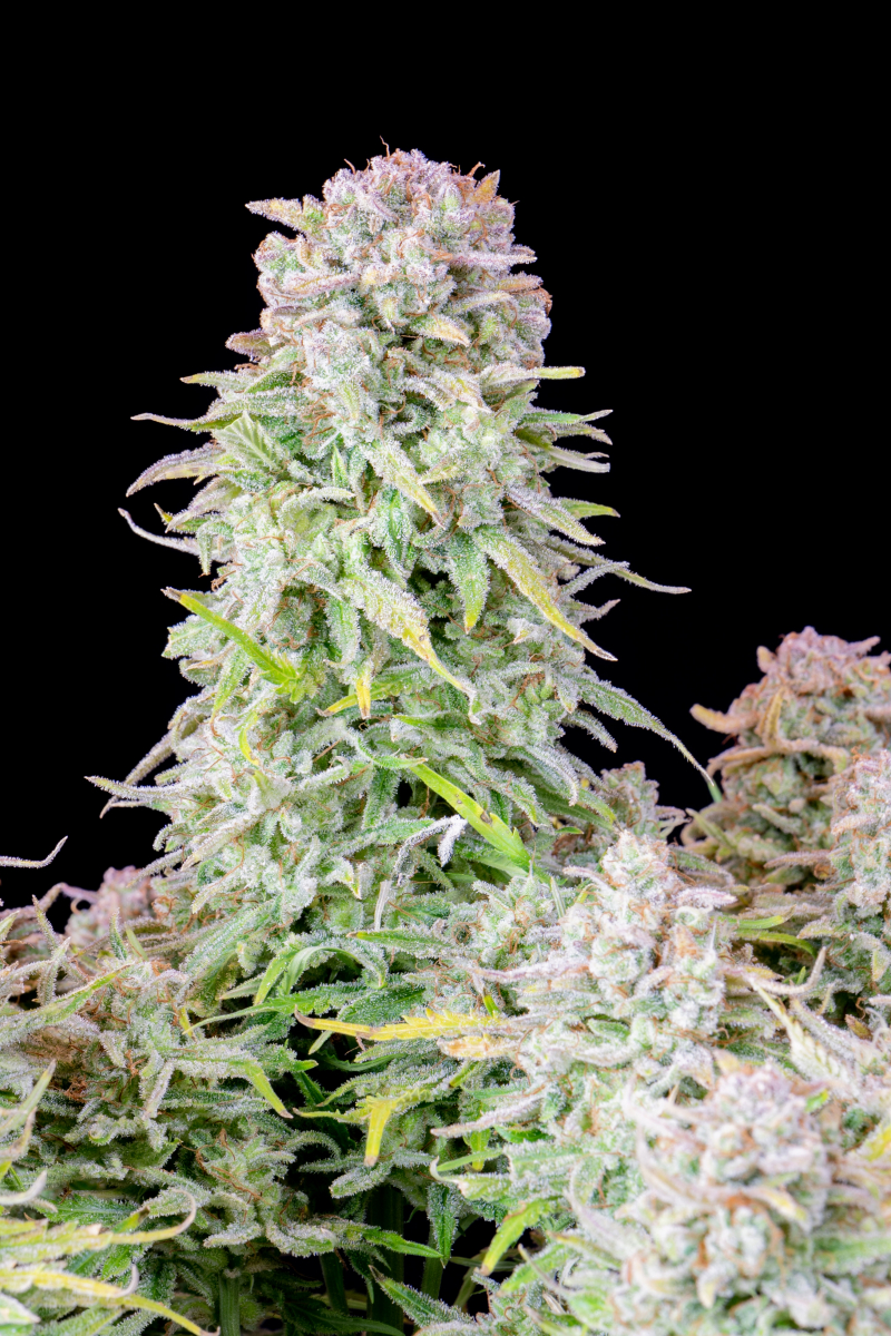 Photo of Afghan Kush Auto
