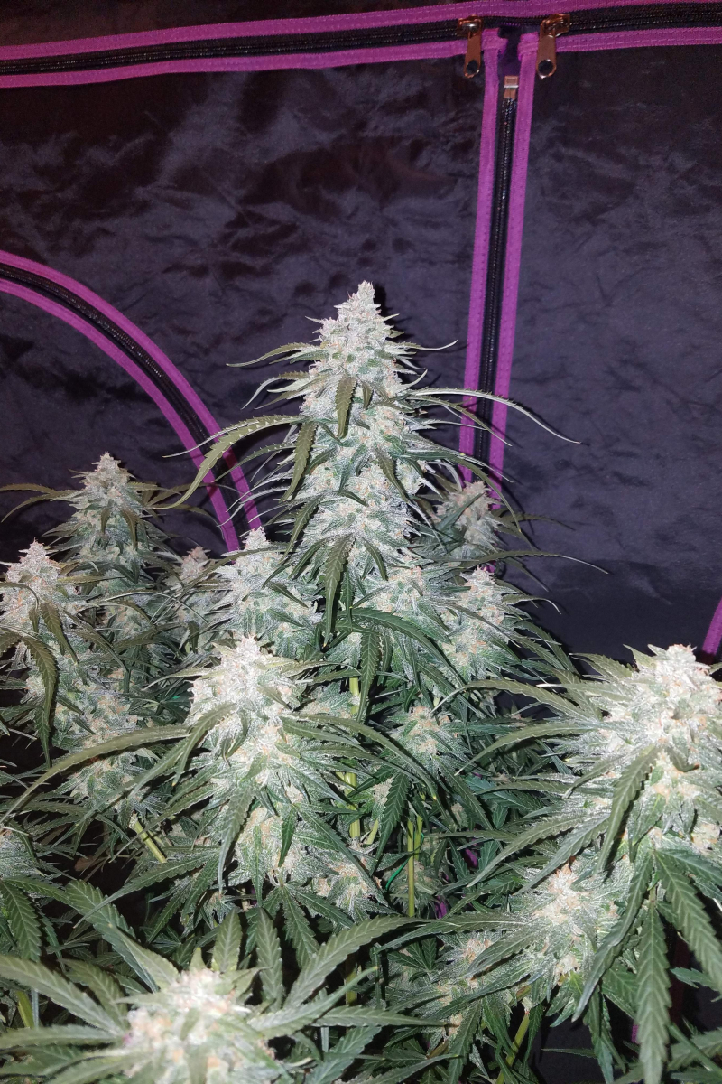 Photo of Pineapple Express Auto