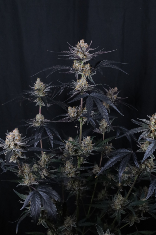 Guava Runtz Auto