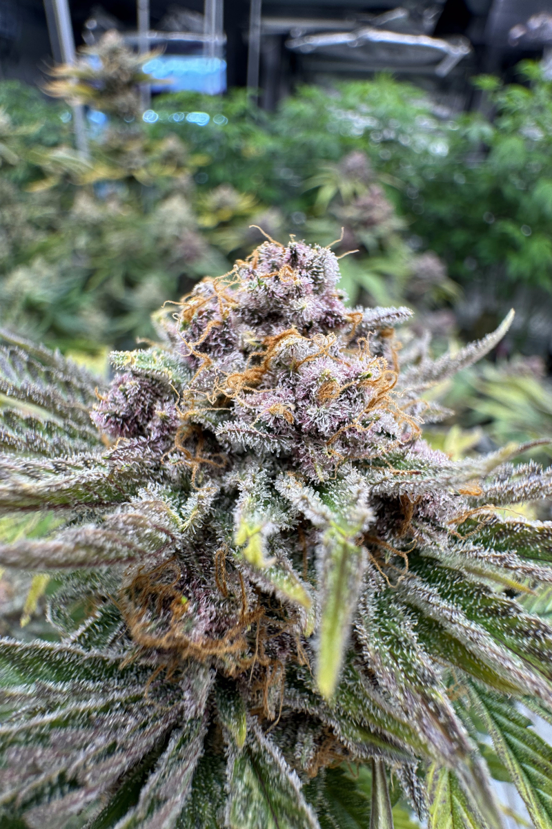 Photo of Cherry Cola Auto RF3