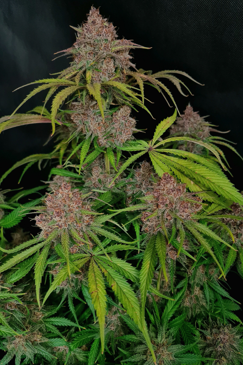 Gorilla Punch Auto