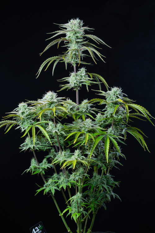 Strawberry Banana Auto