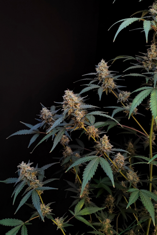 BubbleGum Auto