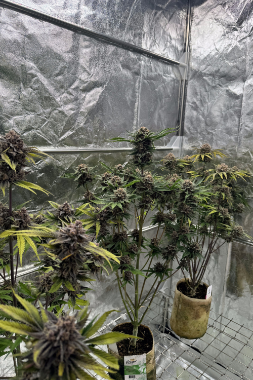 Cherry Cola Auto RF3