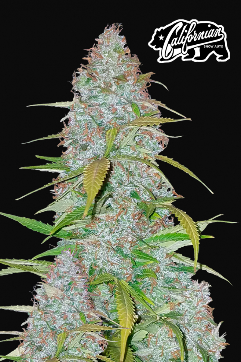 Photo of Californian Snow Auto