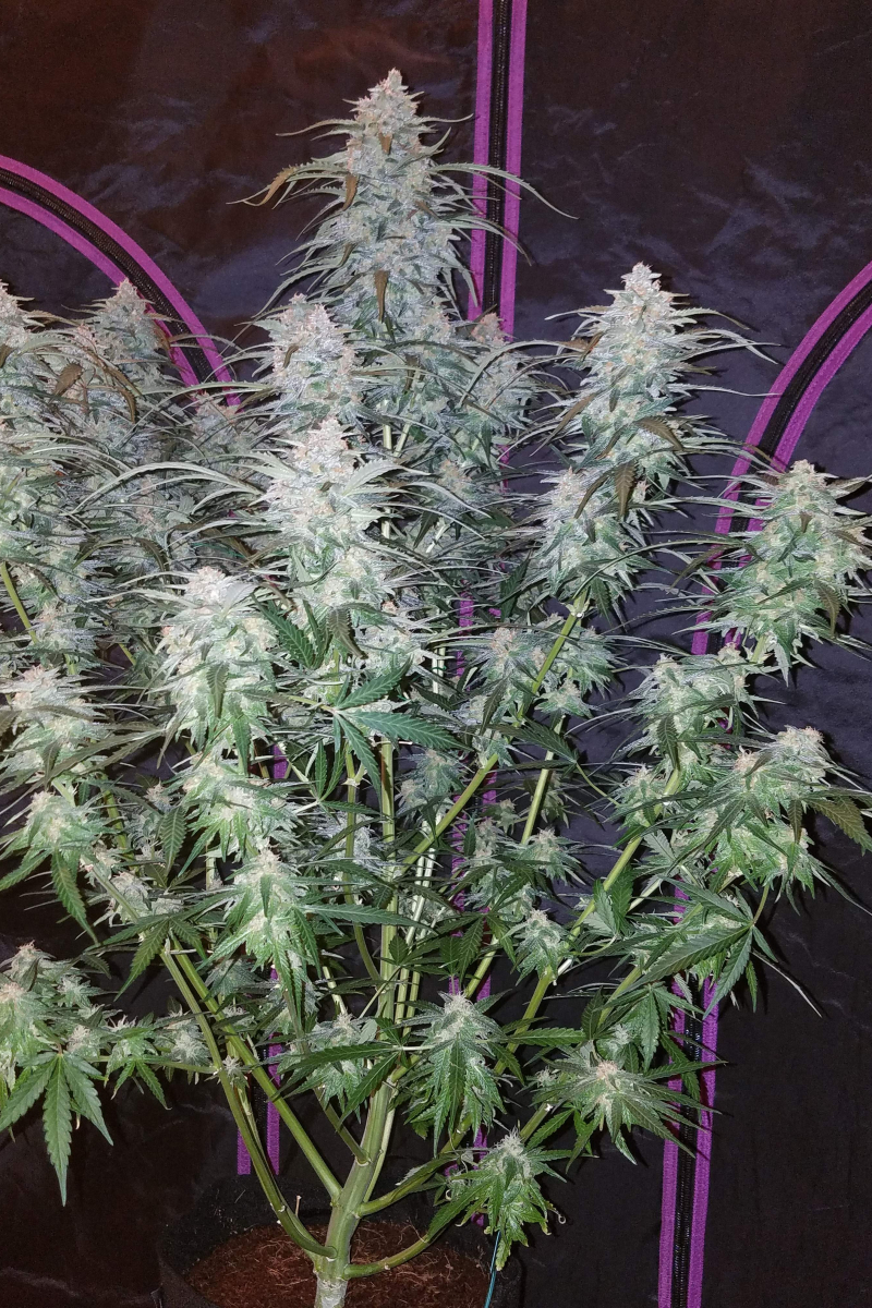 Photo of Pineapple Express Auto