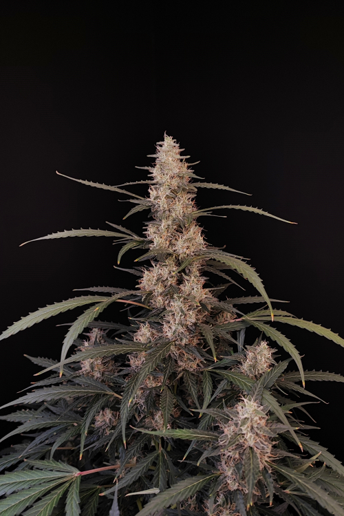 Amnesia Haze Auto