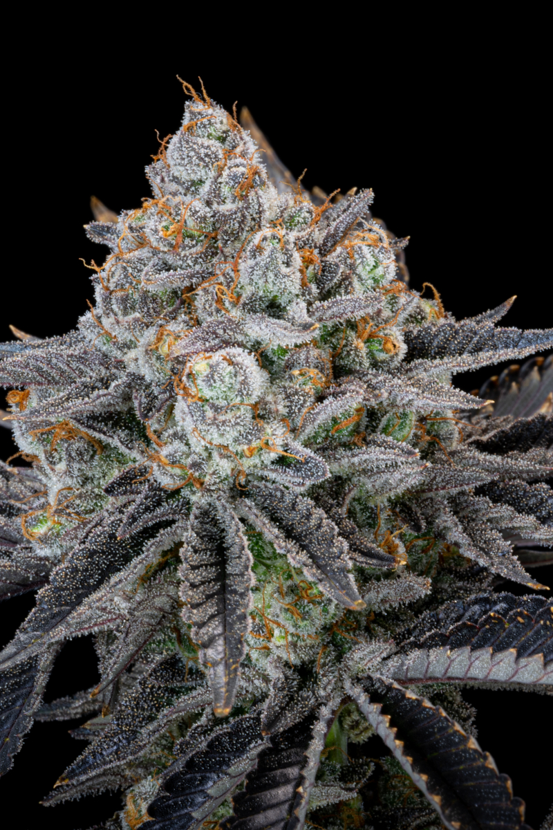 Photo of Gorilla Cookies FF
