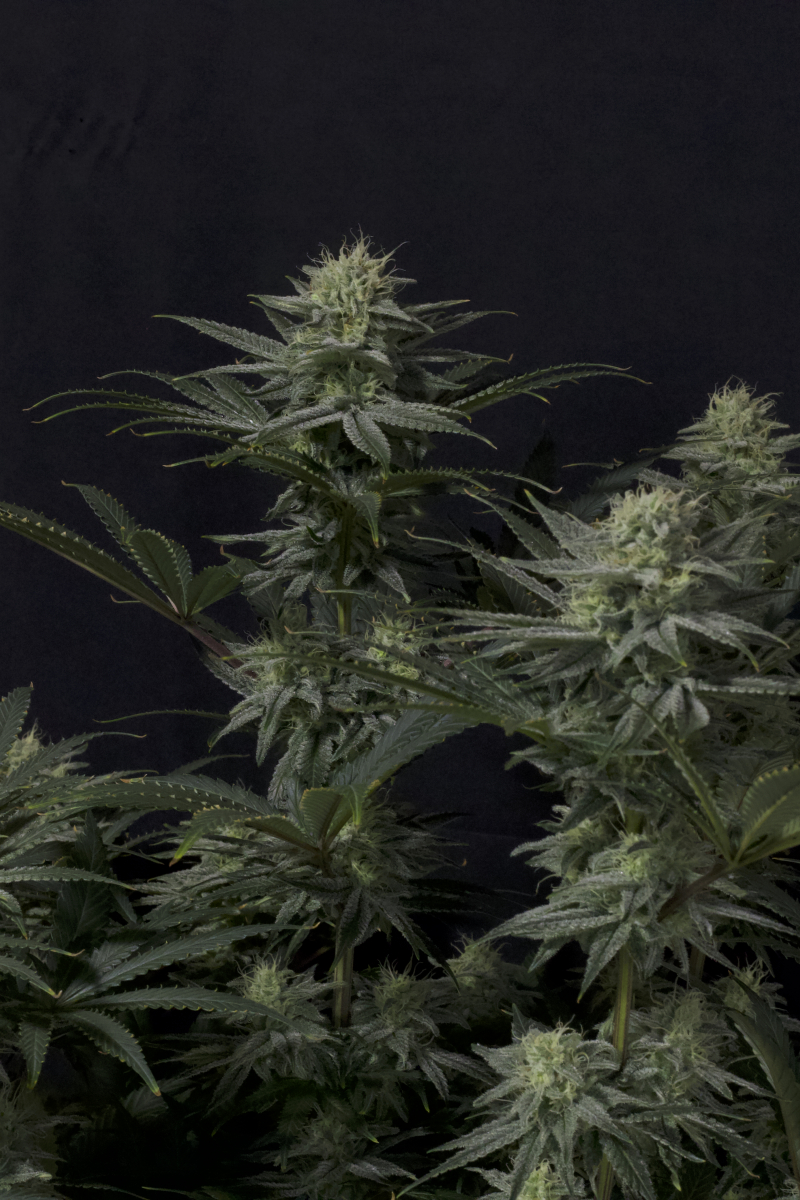 Photo of GG4 Sherbet FF