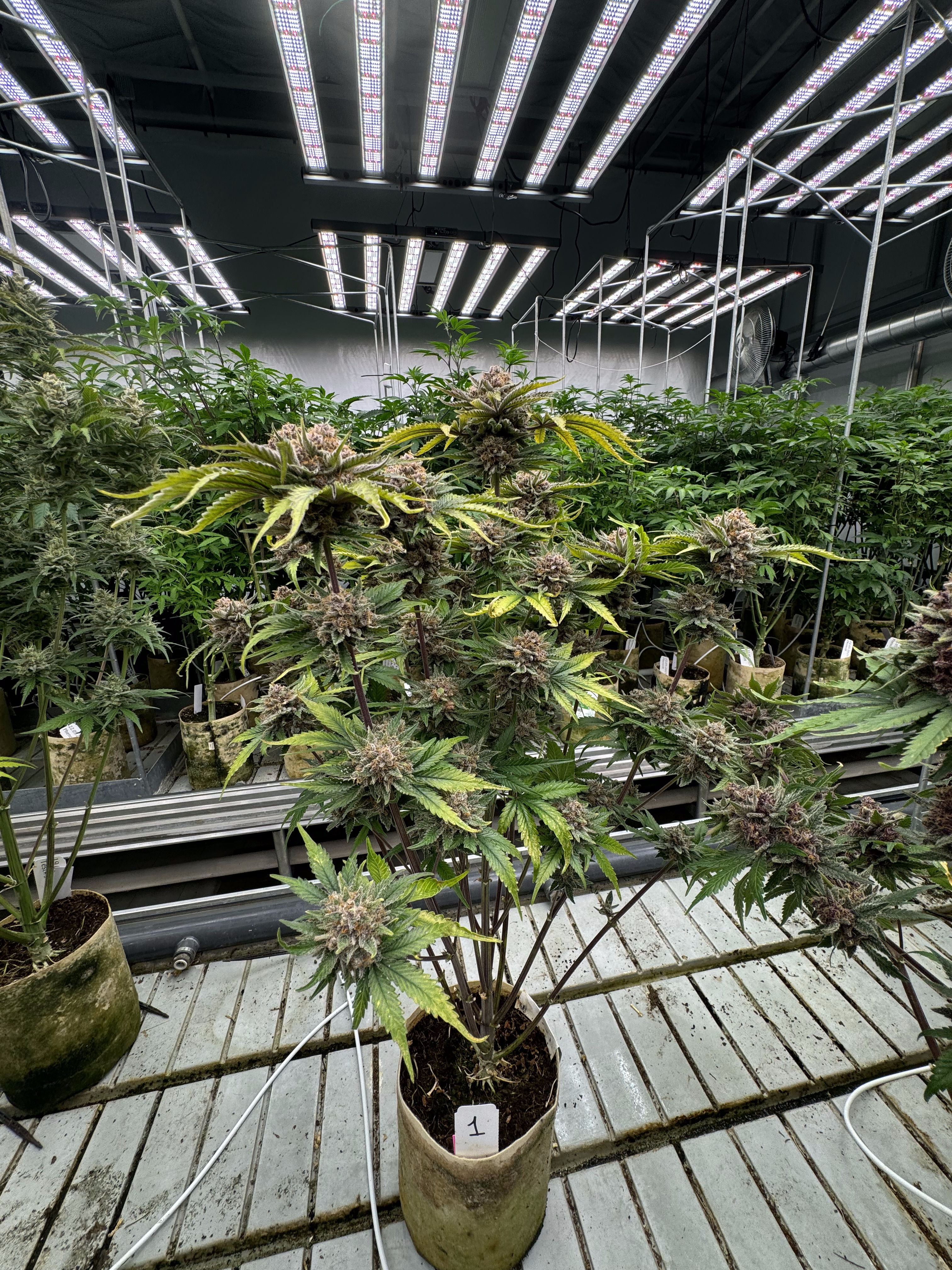 Cherry Cola Auto RF3