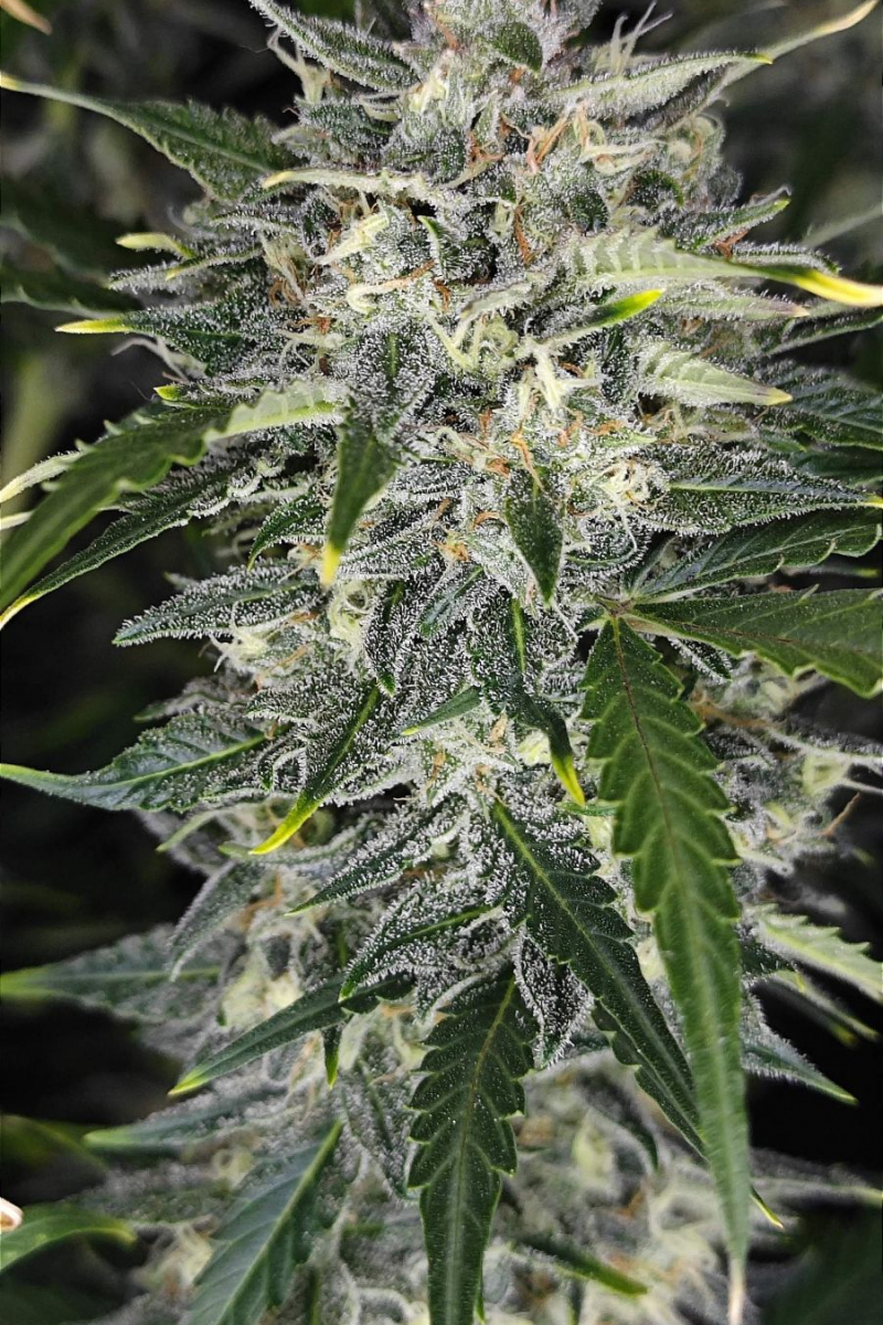 Photo of Sour Jealousy Auto