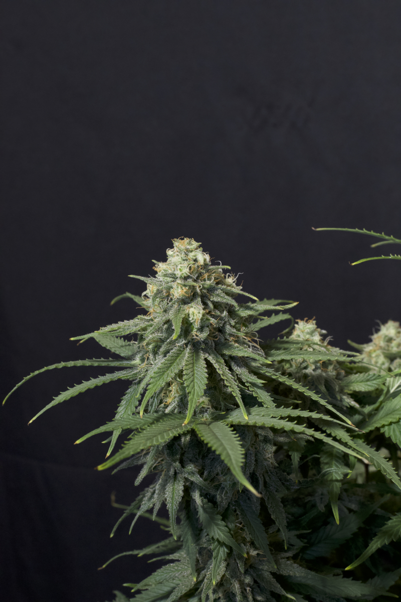 Photo of Wedding Cheesecake FF