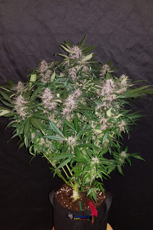 C4 Auto