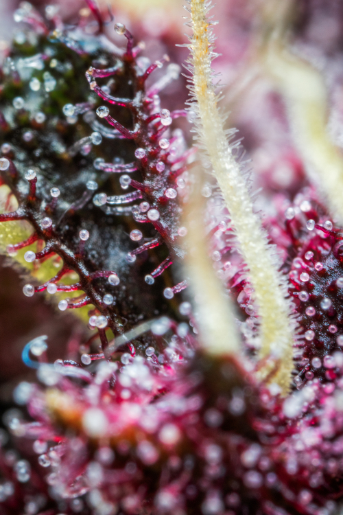 Purple Punch Auto