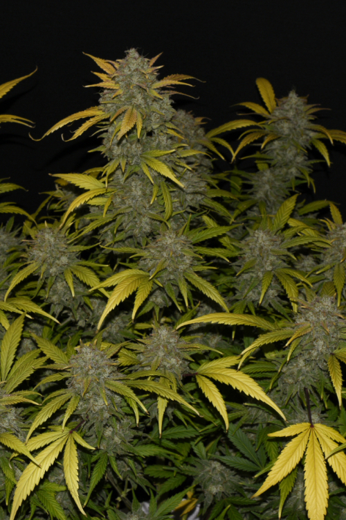 Gelato Auto