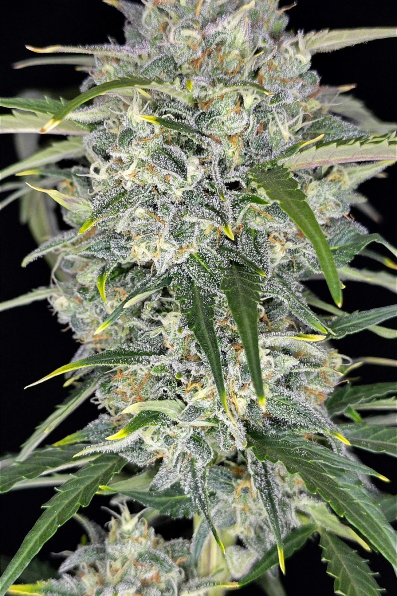 Photo of Sour Jealousy Auto