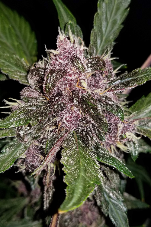 Crystal Meth Auto