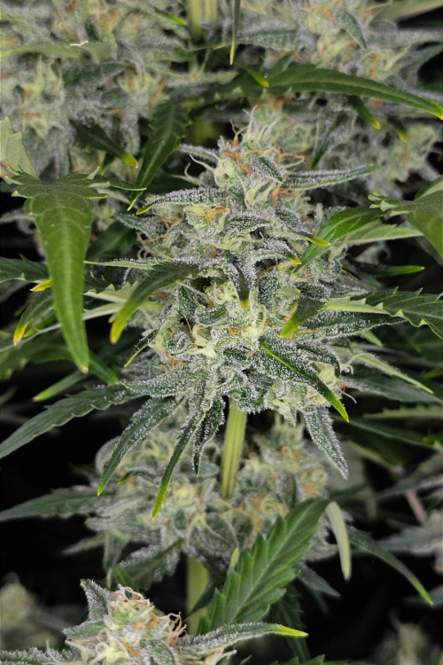 Sour Jealousy Auto