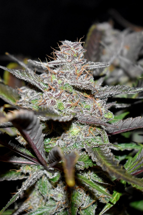 Cream Cookies Auto